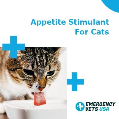 All about Stimulating Cats' Appetite