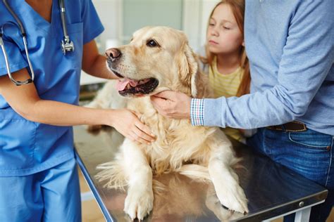 Allen County Vet Fort Wayne: Your Guide to Exceptional Pet Care