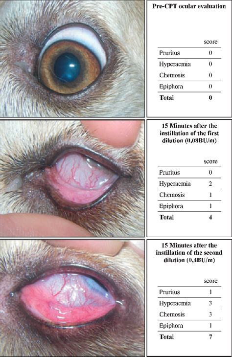 Allergic Conjunctivitis in Dogs: 5 Key Facts You Need to Know