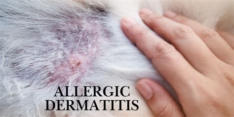 Allergic Dermatitis in Dogs: The Ultimate Guide to Causes, Symptoms, and Treatment