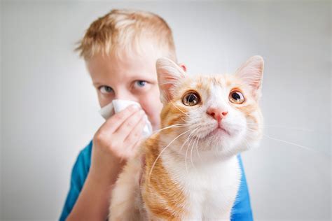 Allergic Reaction to Cats: 10,000+ Things You Need to Know