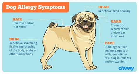 Allergic Reaction to Dogs: Statistics, Symptoms, and Treatment