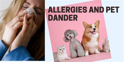 Allergic Reaction to Pet Dander: 50% of Pet Owners Suffer in Silence