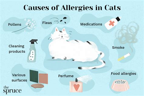 Allergies in Cats: The Ultimate Guide to Treatment and Prevention (2023)