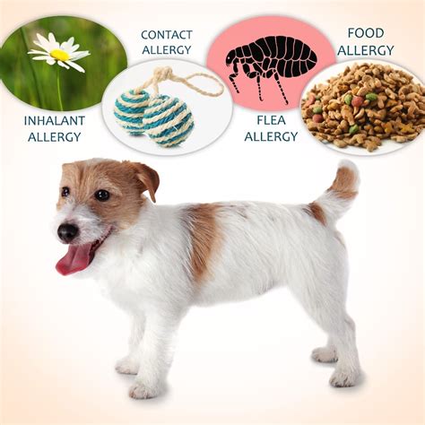 Allergy Medicine for Dogs: A Comprehensive Guide to Symptoms, Treatments, and Relief