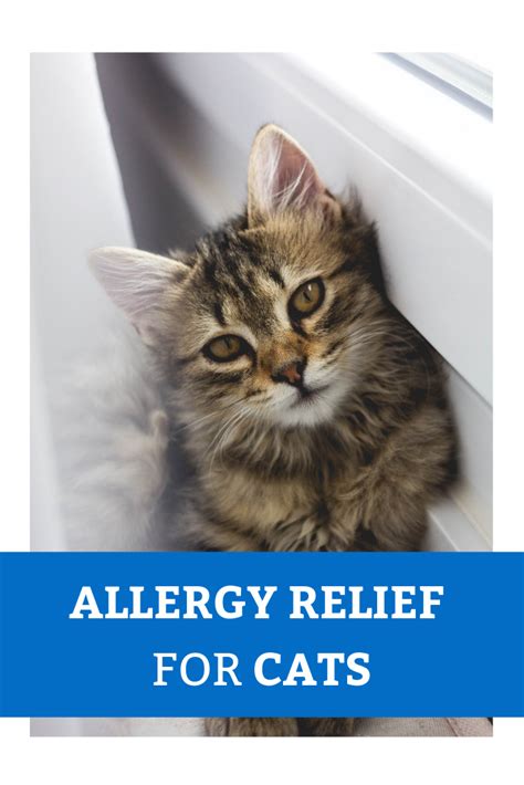 Allergy Meds for Cats: The Ultimate Guide to Relief for Your Feline Friend