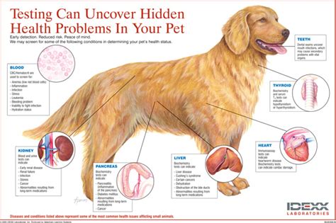 Allergy Testing on Dogs: Uncover the Hidden Discomfort