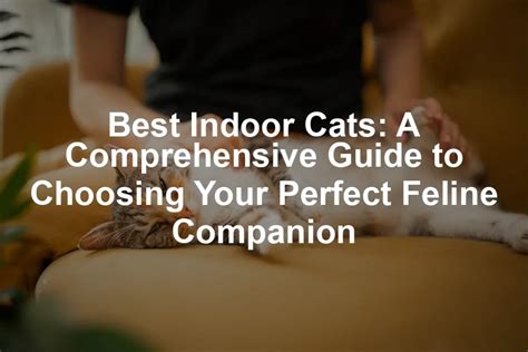 Alliecatt: The Comprehensive Guide to Your Feline Companion