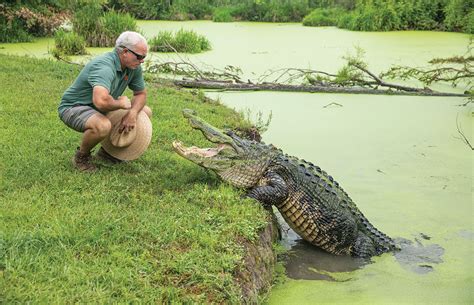 Alligator Alley: A Wild and Thrilling Adventure in Florida's Scenic Wetlands