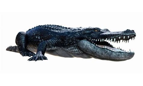 Alligators: Ancient Giants with a Bite