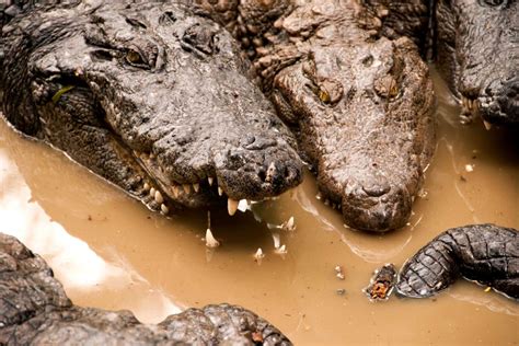 Alligators: Unveiling the Fascinating World of Ancient Predators