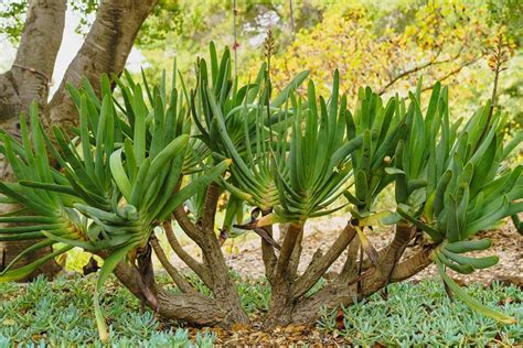 Aloe Interspecies Reviewers: Unlocking the Secrets of Hybrid Aloe Varieties