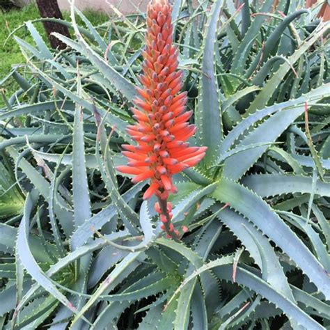 Aloe arborescens