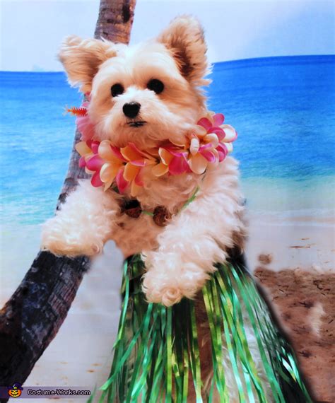 Aloha Dog & Cat: 14 Fun & Fulfilling Facts