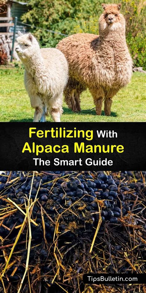 Alpaca Poop Fertilizer: The Ultimate Guide to Boost Your Garden's Growth