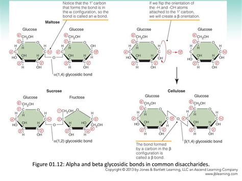 Alpha Bonds: A Comprehensive Introduction