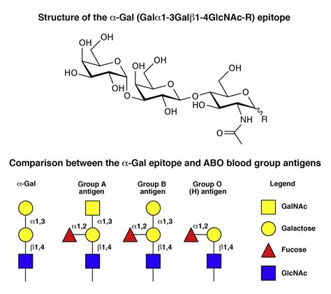 Alpha-Gal and Anti-Gal Alpha-1 Reader