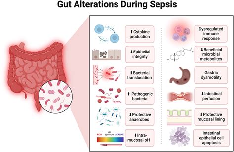 Altered gut microbiome: