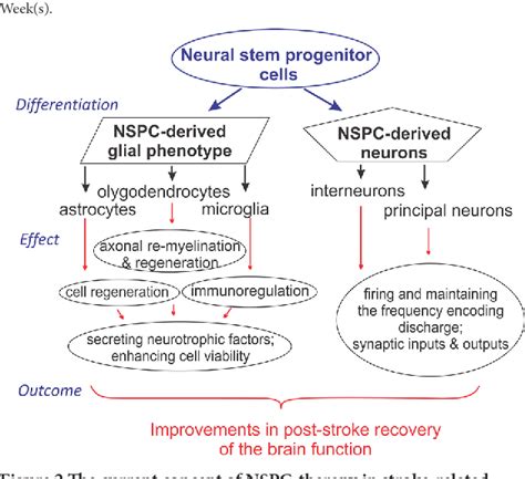 Alternative Strategies in Neurogenesis and Neurogeneration Doc