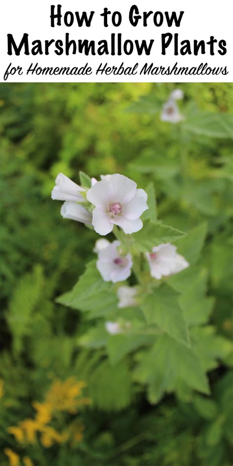 Altheax: A Comprehensive Guide to the Marvelous Marshmallow Plant