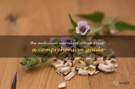 Altheax: The Powerhouse Medicinal Plant You Need to Know