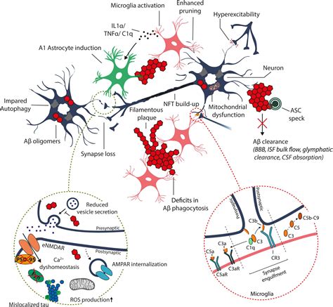 Alzheimer's Disease Cellular and Molecular Aspects of Amyloid B Reader
