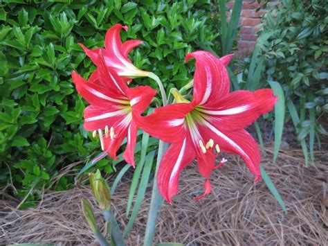 Amaryllis Fertilizer: The Complete Guide to Feeding Your Beloved Blooms