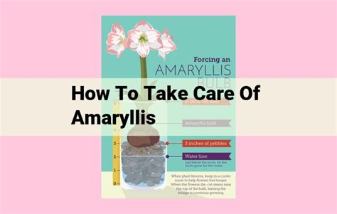 Amaryllis Fertilizer: The Ultimate Guide to Thriving Blooms