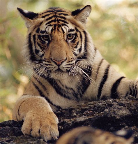 Amazing Animals Tigers PDF