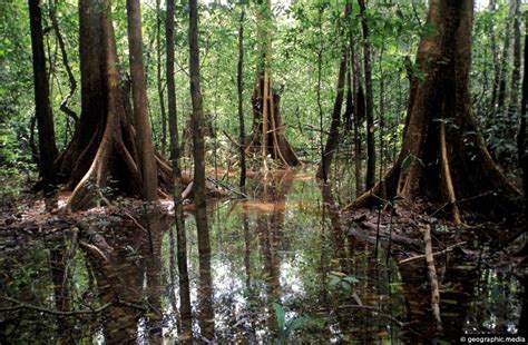 Amazon Flooded Forest: