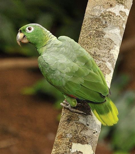 Amazona farinosa