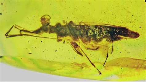 Amber with Bugs: A 100-Million-Year-Old Window into Extinct Ecosystems