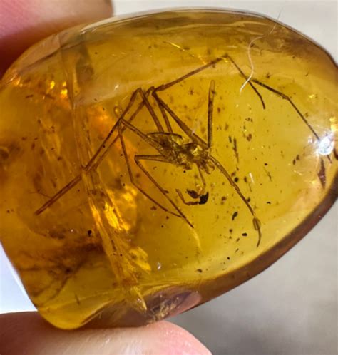 Amber with Bugs: A Glimpse into a Prehistorical Kaleidoscope