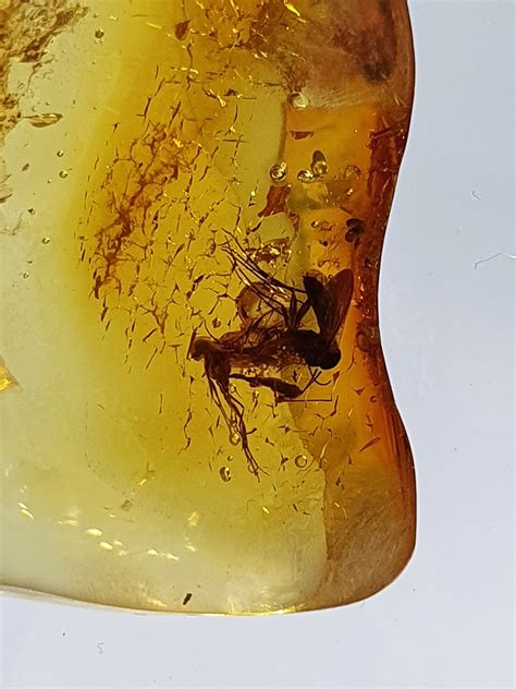 Amber with Bugs: A Natural History of Trapped Inclusions