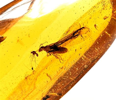 Amber with Bugs: A Window to the Past and a Source of Scientific Wonders