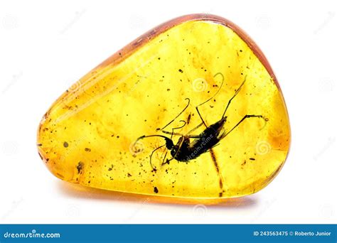 Amber with Bugs: Preserved Treasures from Time