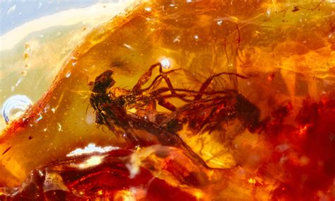 Amber with Bugs: Windows into Ancient Ecosystems