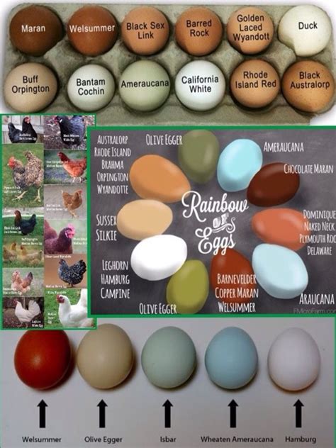 Ameraucana Egg Color Chart