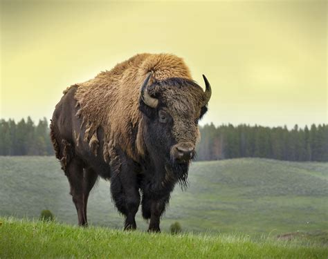 American Buffalo Epub