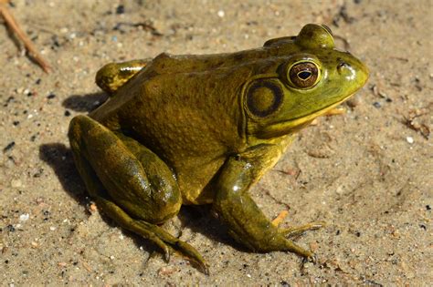 American Bullfrog