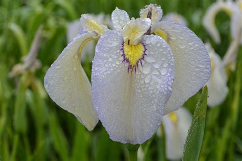 American Iris Society