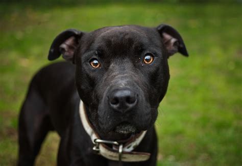 American Pit Bull Black