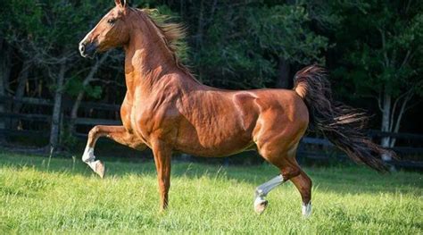 American Saddlebreds: A Breed of Versatility