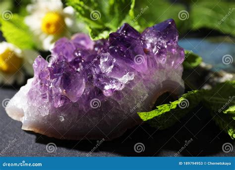 Amethyst Flower: A Versatile Botanical with Unrivaled Medicinal and Ornamental Value