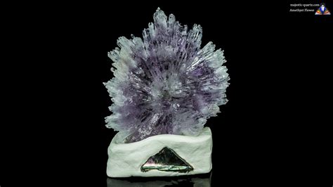 Amethyst Flower: A captivating bloom with remarkable healing properties and versatile applications