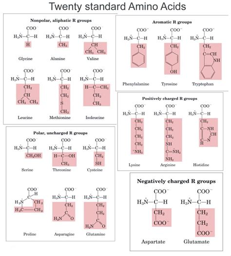 Amino Acid Chart With Properties