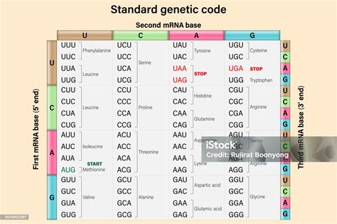 Amino Acid Mrna Chart