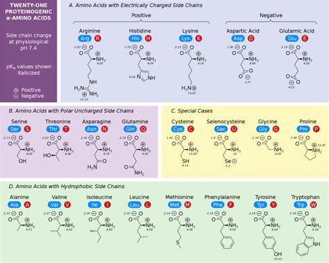 Amino Acid R Group Chart