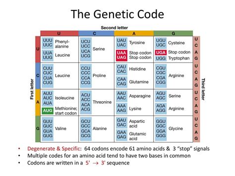 Amino Acid with 2025+ Degenerate Codons: Expanding Genetic Diversity