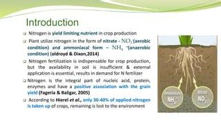 Ammoniacal Fertilizer: Unleashing the Power of 15.5% Nitrogen